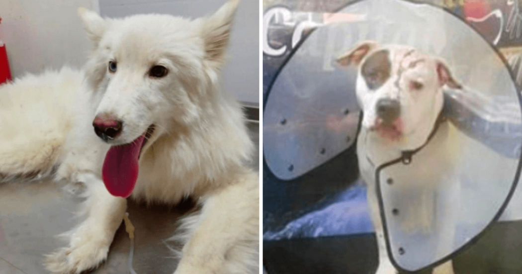 Perra husky siberiano y perro pitbull víctimas de violencia.