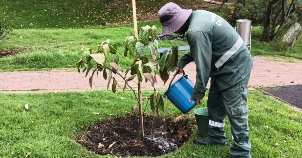 Trabajador del Jardín Botánico riega árbol recién plantado durante labores de recuperación de zonas verdes en Bogotá.