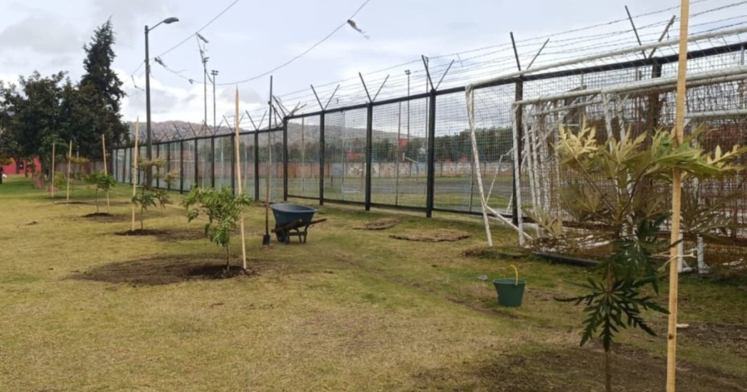 Árboles nativos recién plantados junto a cancha deportiva en el Parque El Tunal durante jornada de restauración ambiental.
