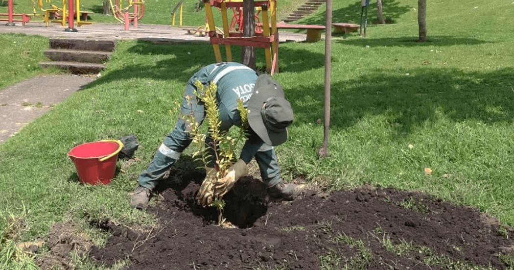 Trabajador del Jardín Botánico de Bogotá realiza siembra de árbol durante jornada de rescate arbóreo y recuperación ambiental en espacio público de la ciudad.