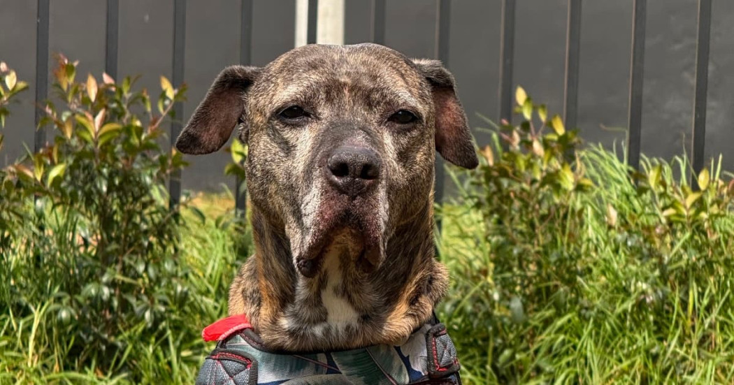 Astra Milagros, perrita pitbull de 15 años adoptada en Bogotá, posa en zona verde tras encontrar un nuevo hogar.