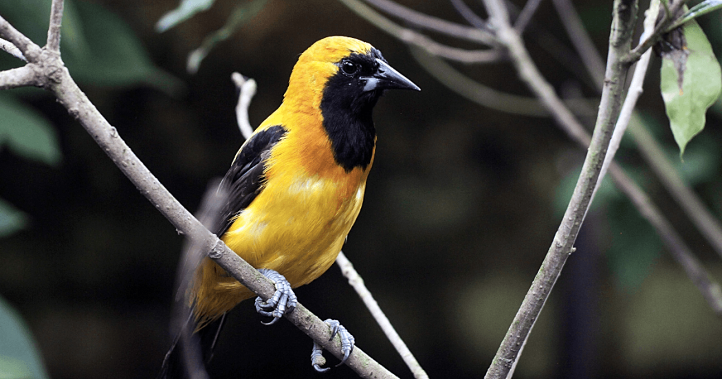Ave amarilla y negra posada sobre una rama entre vegetación, con plumaje amarillo brillante en cabeza y pecho, alas oscuras y pico negro.