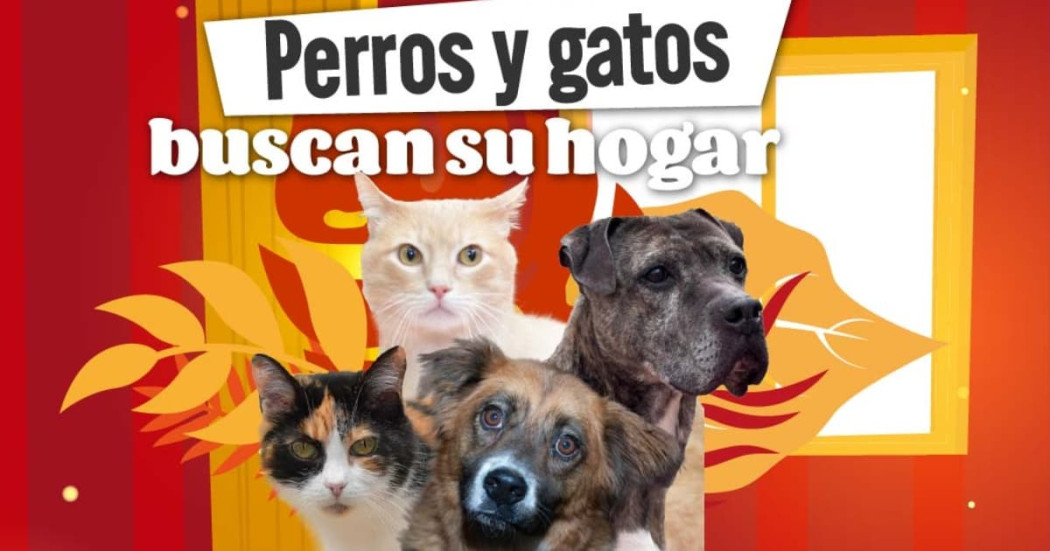 Pieza gráfica con perros y gatos en adopción y texto “Perros y gatos buscan su hogar” en Bogotá.