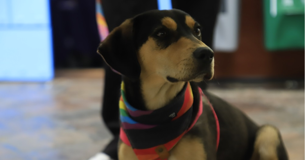 Imagen de un perrito de color negro con café que lleva en su cuello una pañoleta roja.