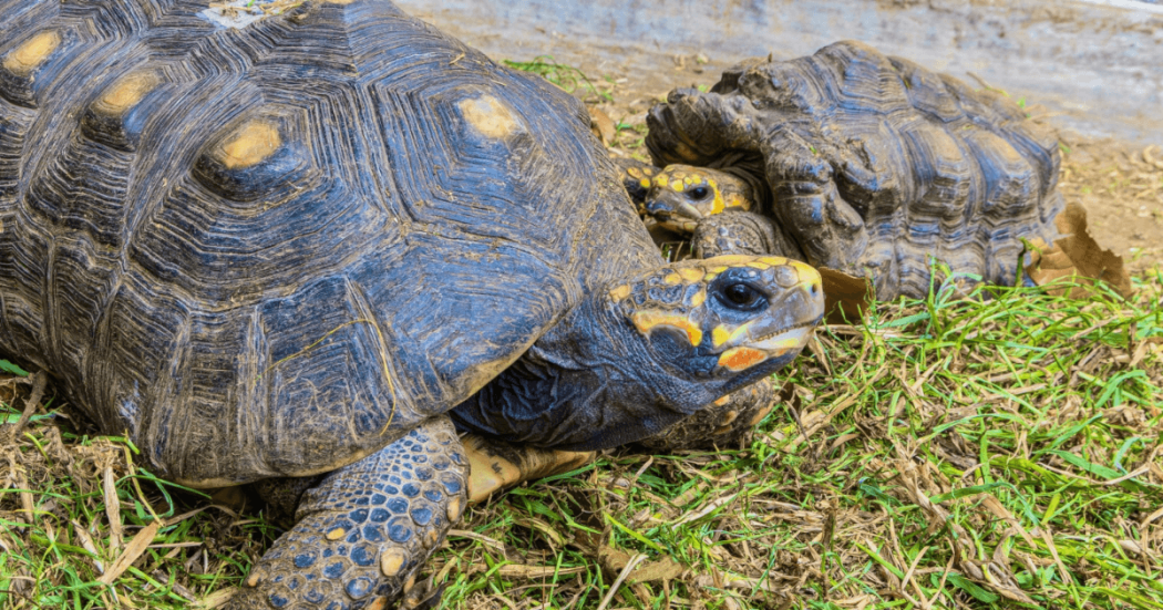 Foto de dos tortugas en una zona verde en Bogotá.