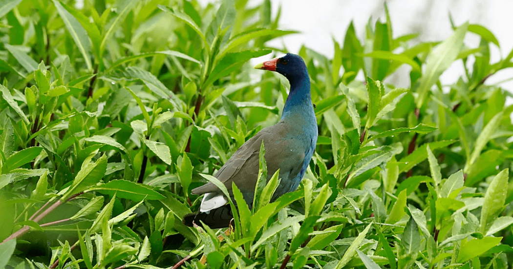 Tingua azul entre la vegetación de un humedal de Bogotá, ave migratoria que encuentra refugio temporal en los ecosistemas acuáticos del Distrito.