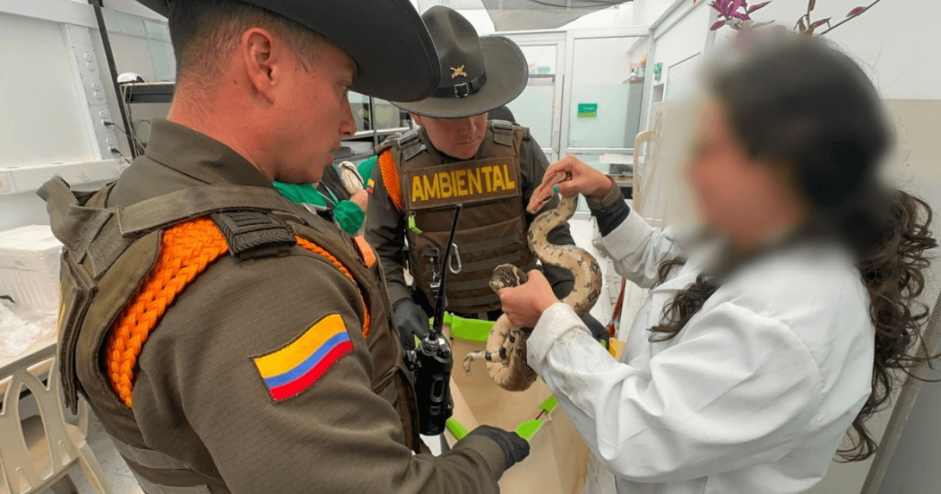 Foto que muestra dos policías y una mujer sosteniendo una boa con las manos