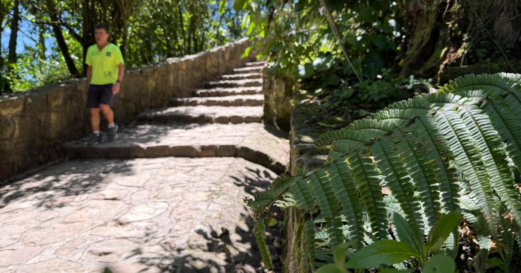 Sendero peatonal de Monserrate con escalones en piedra rodeados de abundante vegetación.
