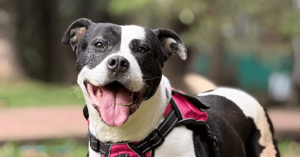 Perro blanco y negro con arnés rosado en un parque. El animal de compañía aparece en primer plano sobre un fondo desenfocado de zonas verdes.