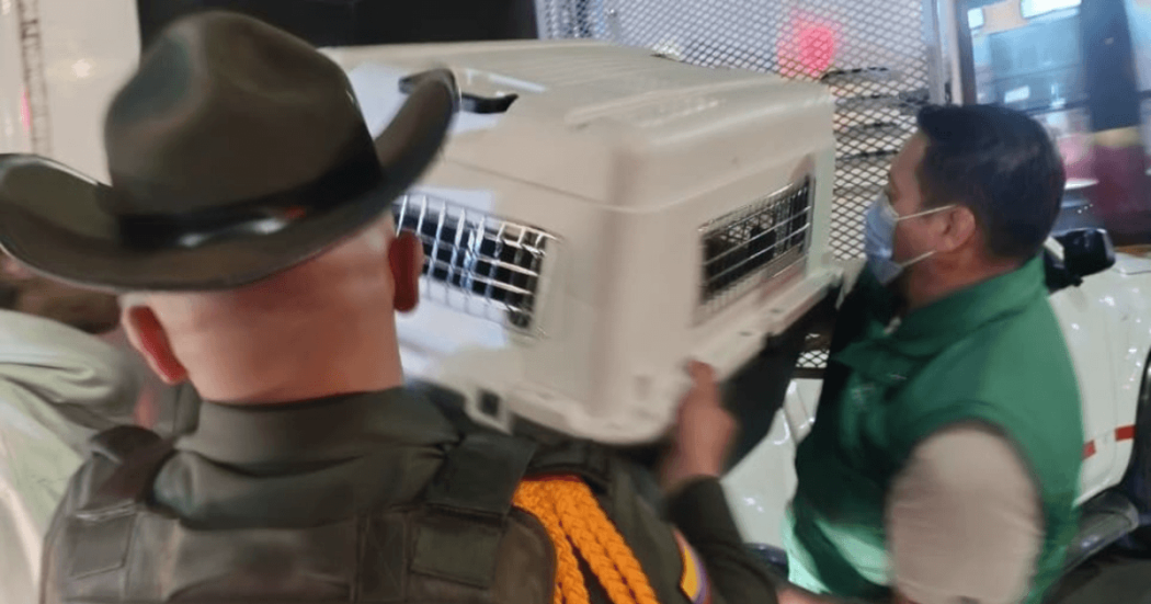 Policía y funcionario de Bogotá cargan guacal con canina rescatada en Transmilenio