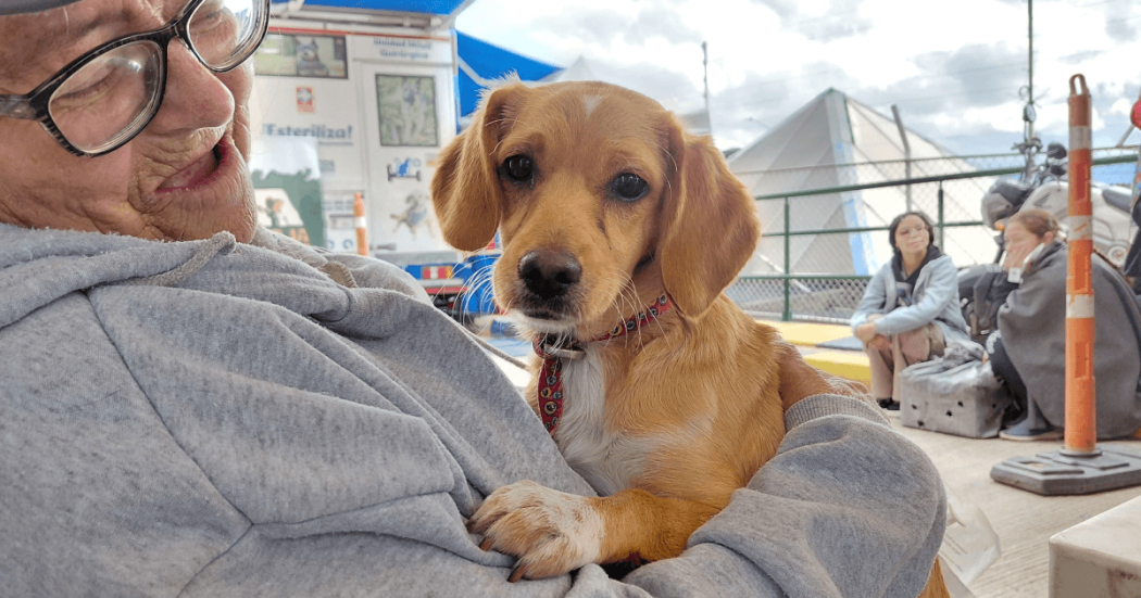 Perro cachorro en los brazos de una mujer.