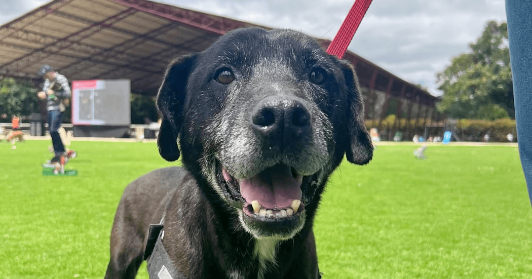 Perro negro de edad avanzada con arnés, en primer plano sobre una zona verde en Bogotá.