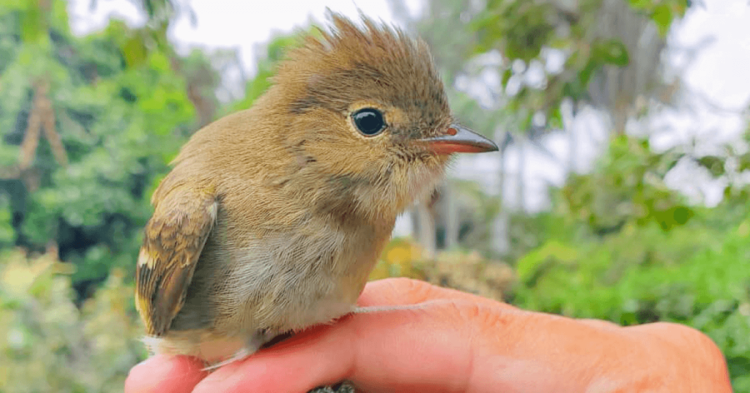 Ave pequeña sostenida por una mano durante una jornada de monitoreo e investigación en el Jardín Botánico de Bogotá.
