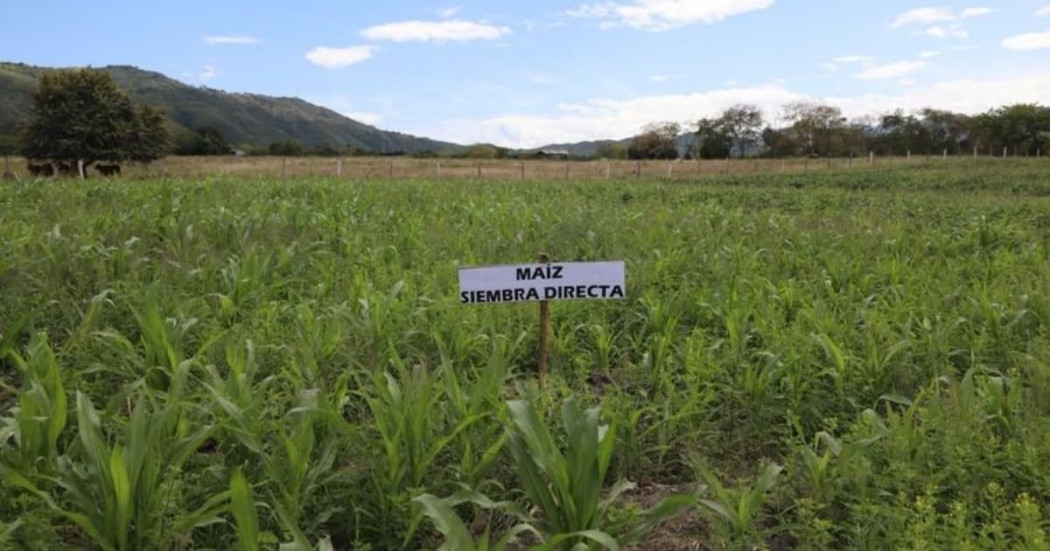 Foto de un cultivo en Cundinamarca
