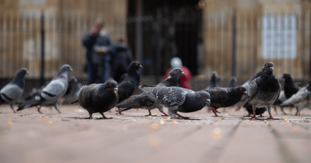Palomas en la calle comiendo 