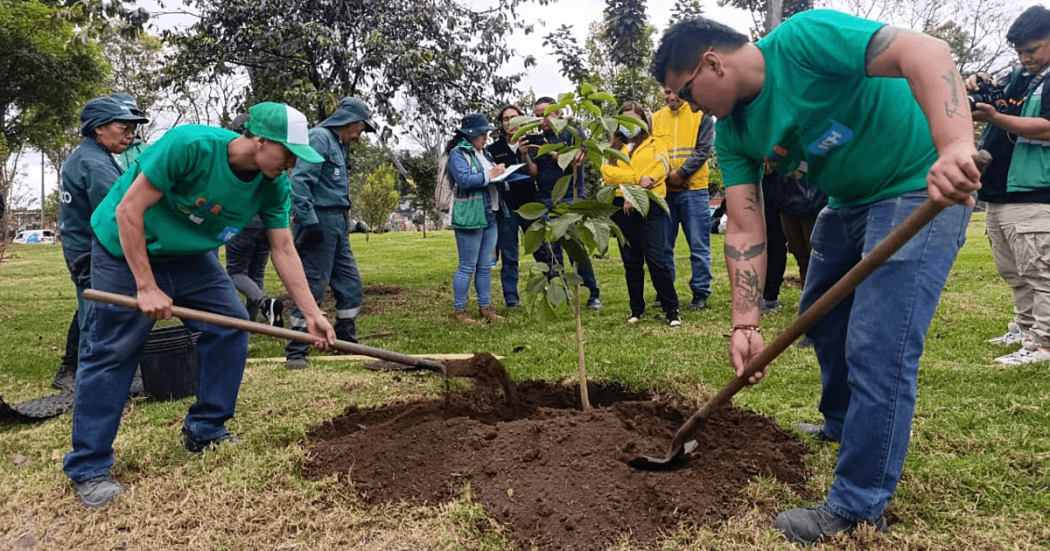 Participantes realizan la siembra de un árbol durante una jornada de recuperación del arbolado joven en la avenida Las Américas