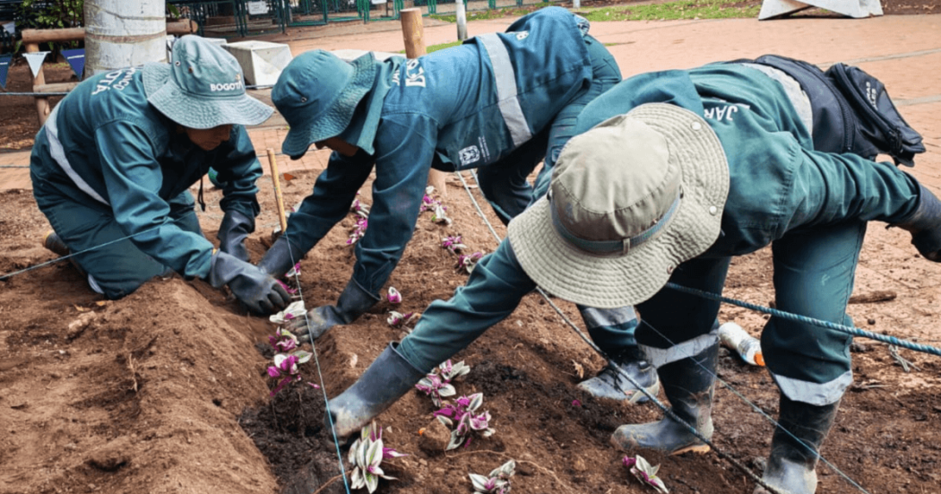 Personal del Jardín Botánico de Bogotá realiza labores de siembra de plantas en una jardinera del parque El Nogal.