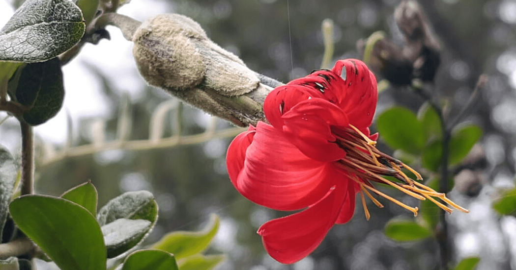 Primer plano de una flor de mutisia de color rojo intenso con largos estambres amarillos, acompañada de un botón floral cubierto de vellosidades.