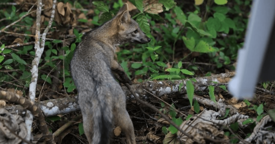 Zorro silvestre entre ramas, troncos y vegetación en una zona boscosa de Bogotá.