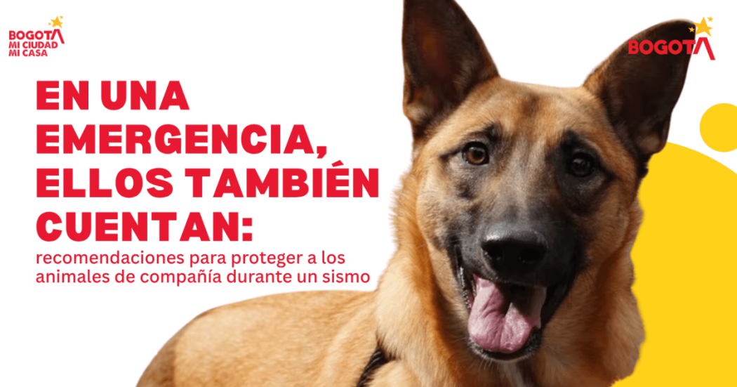 Pieza gráfica con la imagen de un perro y el texto: “En una emergencia, ellos también cuentan: recomendaciones para proteger a los animales de compañía durante un sismo”. Incluye los logos de Bogotá, mi Ciudad, mi Casa.