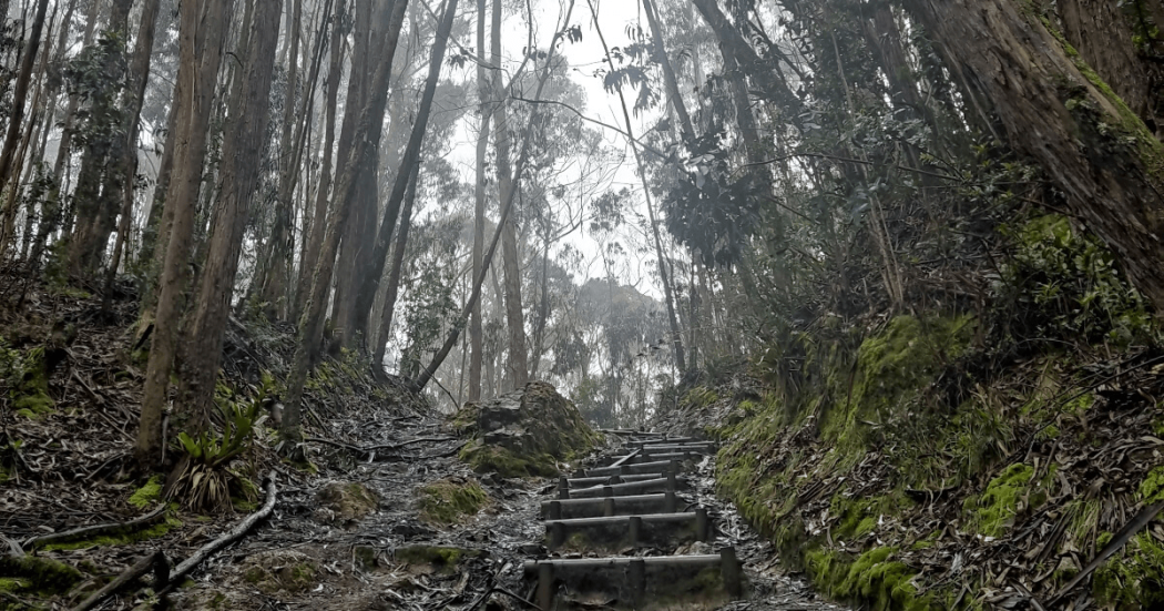 Foto que muestra un Sendero Ecológico y árboles