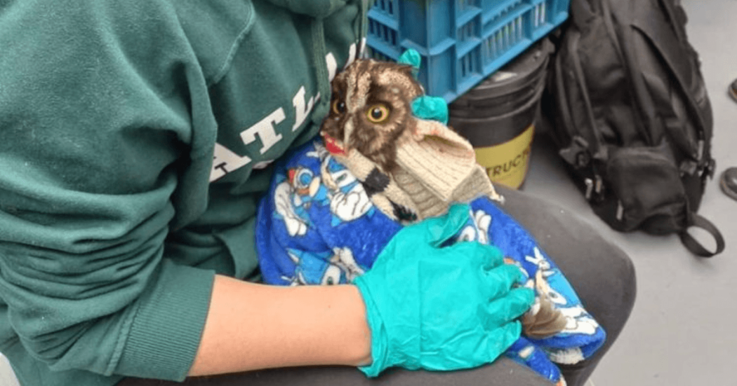 Búho de pequeño tamaño envuelto en una manta azul con dibujos, sostenido por una persona que usa guantes de protección verdes.