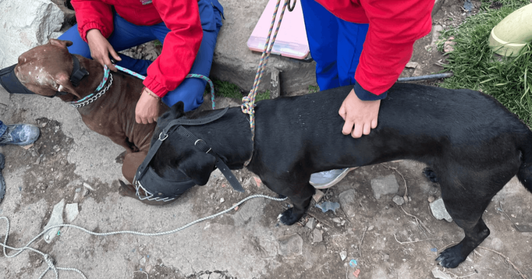Dos perros con correas y bozal son sujetados por personal de atención animal durante un procedimiento en un sector residencial con superficie de tierra y piedra.