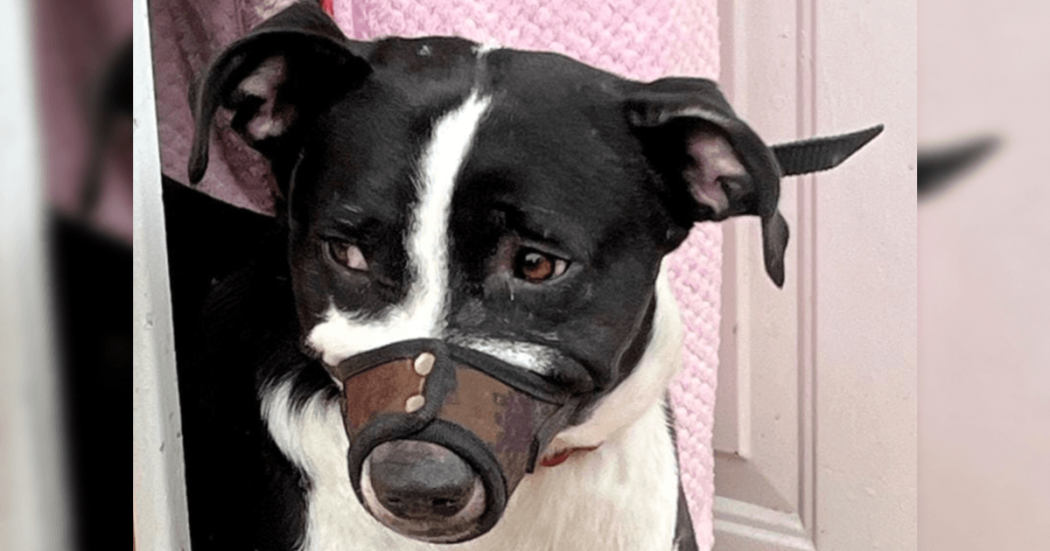 Perro de pelaje negro y blanco con bozal colocado en el hocico, asomado desde una puerta en una vivienda de Bogotá.
