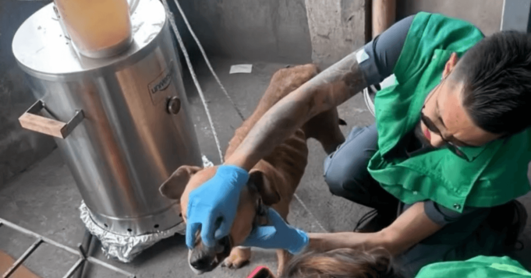 Atención veterinaria a un perro de color café durante un procedimiento de valoración en un espacio interior. Una persona con chaleco verde y guantes azules sostiene al animal junto a un equipo metálico utilizado para atención o tratamiento.
