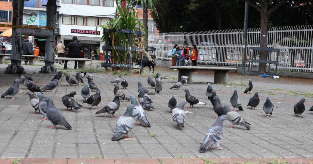 Foto de unas palomas en Bogotá