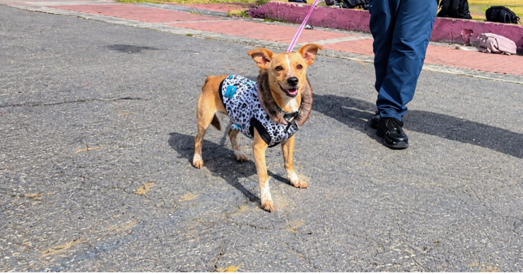 Foto de un perro de la localidad de kennedy 