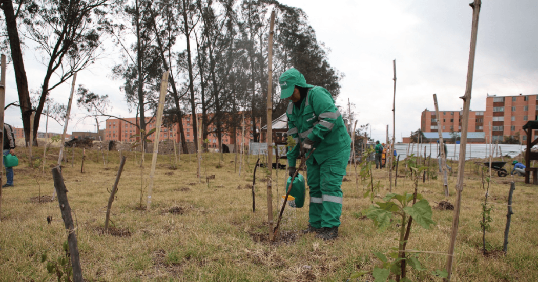 Persona con uniforme verde realiza labores de riego y mantenimiento de árboles jóvenes en un área de restauración ambiental.