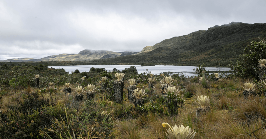 Paisaje de vegetación de páramo con frailejones en primer plano, una laguna al fondo y montañas cubiertas de vegetación bajo un cielo nublado.