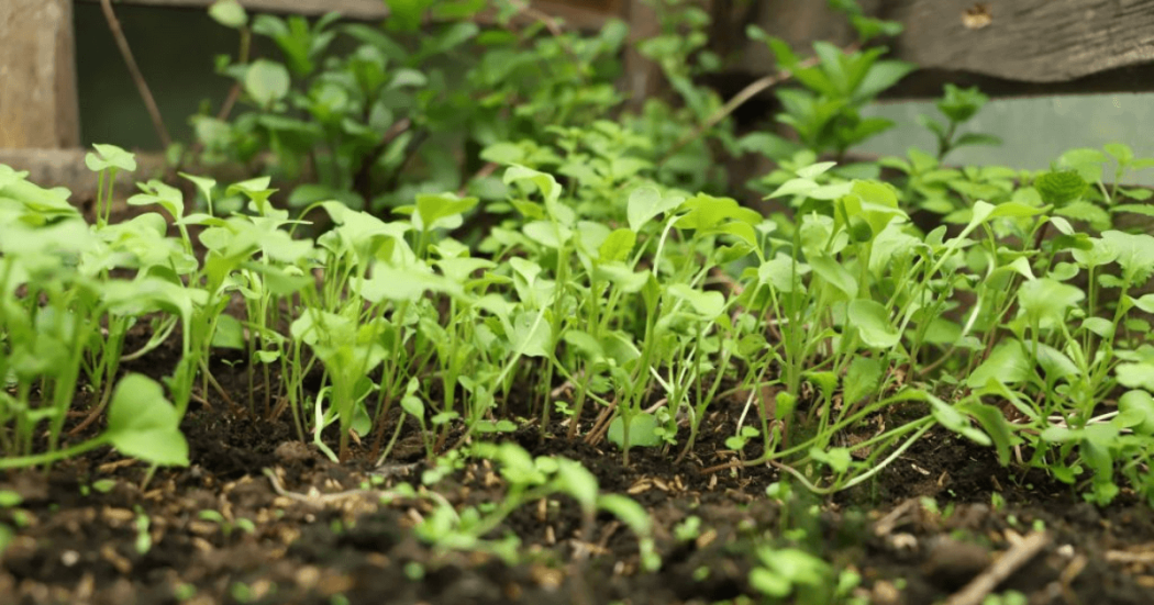 Plántulas verdes en etapa de germinación crecen sobre suelo oscuro y húmedo en una huerta, mostrando brotes tiernos agrupados y vegetación desenfocada al fondo.