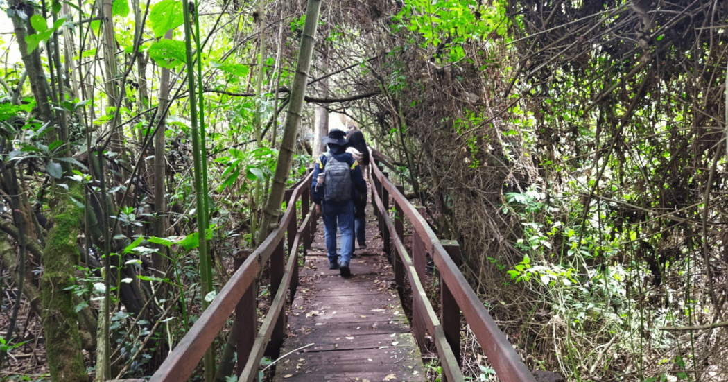 Persona caminando por un sendero peatonal de madera con barandas metálicas, rodeado de vegetación densa y árboles en el humedal La Conejera.