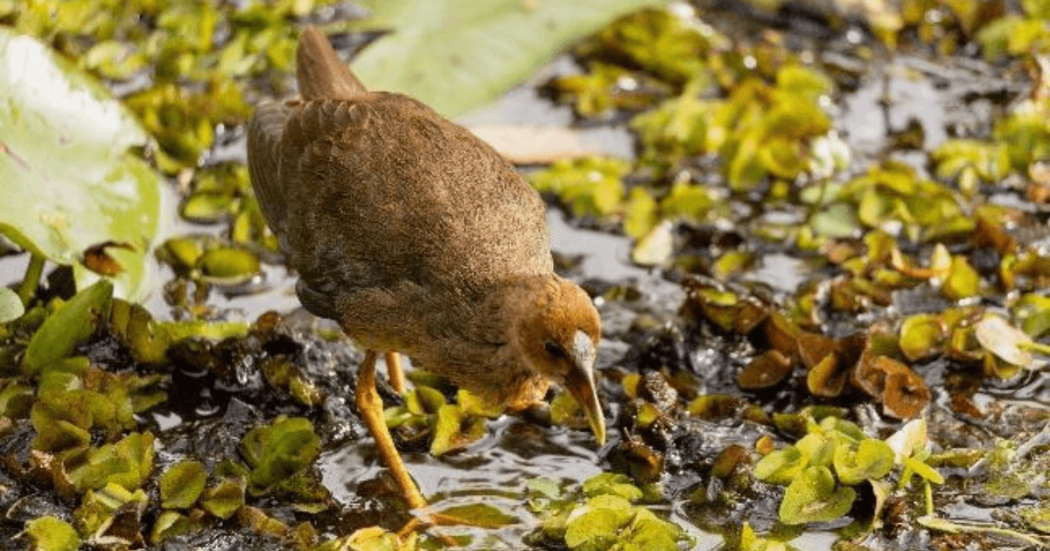 Ave acuática de plumaje café y cabeza marrón clara caminando entre vegetación flotante sobre una superficie de agua, mientras busca alimento con el pico entre las plantas.