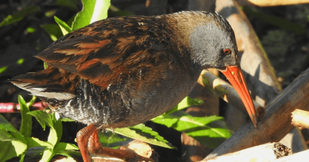 Tingua de pico rojo de plumaje oscuro y cabeza gris, posada sobre una rama entre hojas verdes.
