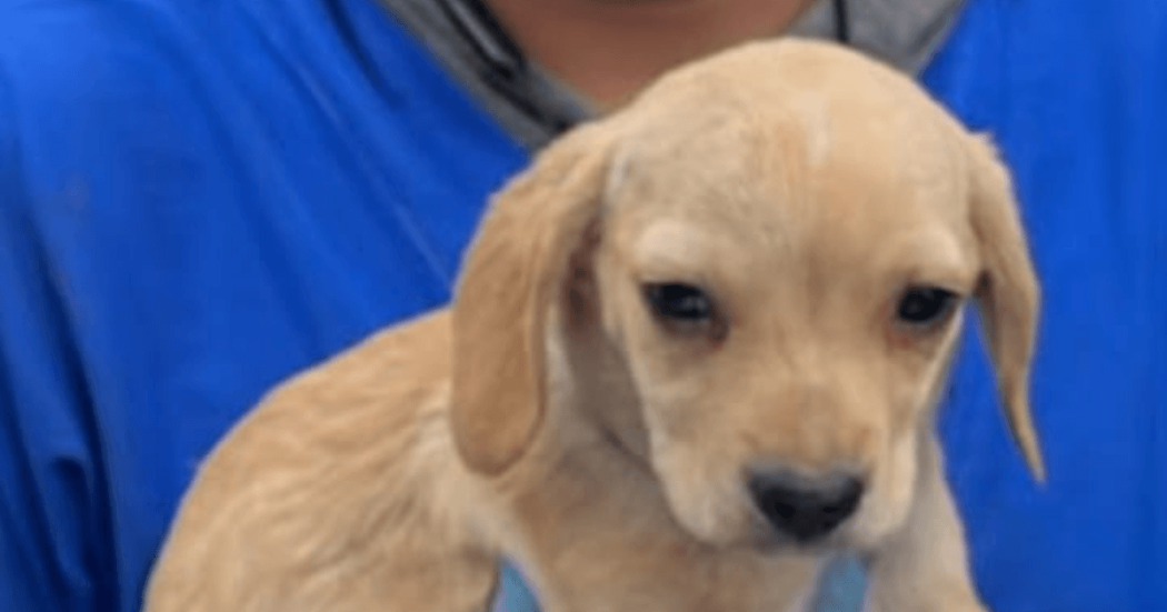 Cachorro de pelaje color beige claro con orejas caídas, observado en primer plano sobre una superficie azul.
