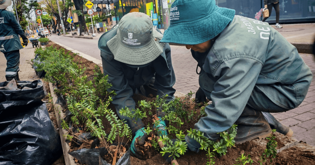 Trabajadores del Jardín Botánico de Bogotá realizan la siembra de arbustos en una jardinera ubicada junto a una vía urbana. En primer plano se observan plantas en bolsas de vivero, herramientas de trabajo y suelo recién acondicionado.