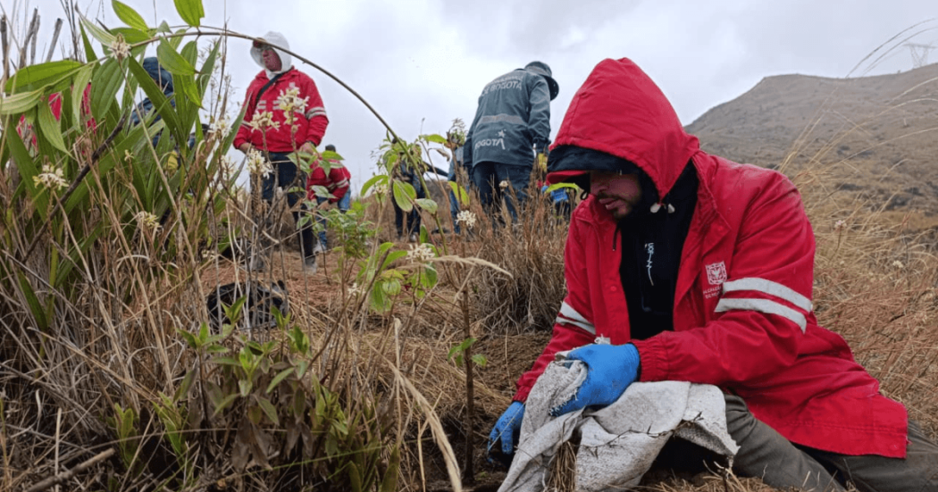 Personal con chaquetas rojas e impermeables realiza labores de restauración ecológica y siembra de plantas nativas en una ladera de montaña con vegetación seca, bajo un cielo nublado.