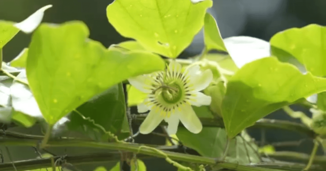Flor de pasiflora rodeada por hojas verdes iluminadas por la luz natural, con tallos enredados y fondo desenfocado.