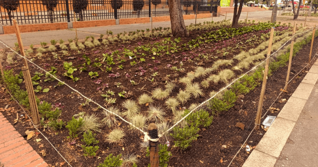 Jardinera urbana delimitada con estacas y malla, sembrada con plantas ornamentales y coberturas vegetales de diferentes especies, ubicada junto a un andén y varios árboles en espacio público.