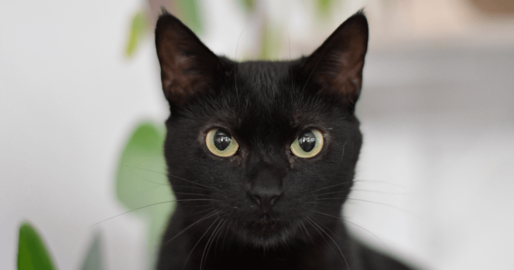 Foto en primer plano de un gato de pelaje negro con ojos claros y orejas erguidas. El animal ocupa el centro de la imagen y aparece sobre un fondo desenfocado en tonos claros y verdes.