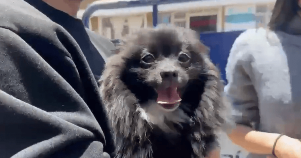 Foto del perrito pomerania negro.
