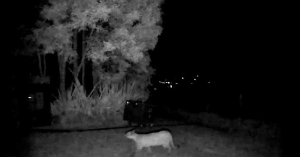 Puma captado por cámara de monitoreo nocturno mientras camina sobre una superficie despejada junto a árboles y vegetación alta.