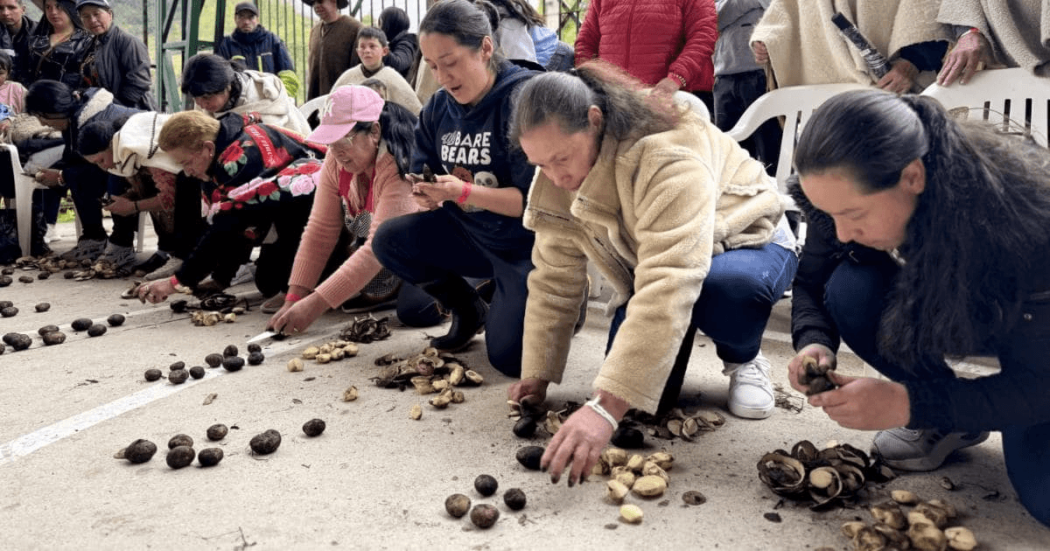Personas participantes en una actividad comunitaria se agachan sobre una superficie de concreto mientras organizan y clasifican semillas y cáscaras dispuestas en grupos. Alrededor, otras personas observan la actividad desde sillas plásticas y zonas cubiertas al aire libre.
