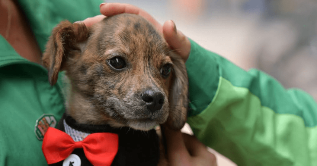 Primer plano de un cachorro de pelaje café con manchas oscuras, vestido con una pechera negra y un moño rojo. Una persona con chaqueta verde sostiene suavemente la cabeza del animal con ambas manos.