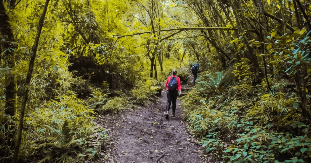Foto que muestra una persona caminando por un sendero ecológico 