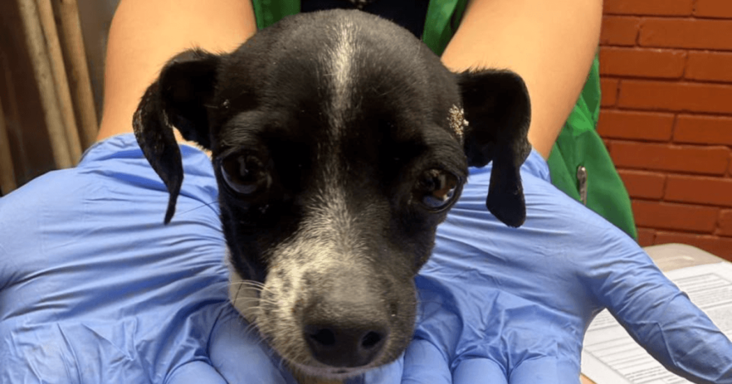 Perro de tamaño pequeño de pelaje negro y blanco, sostenido con una mano enguantada de color azul durante una revisión.