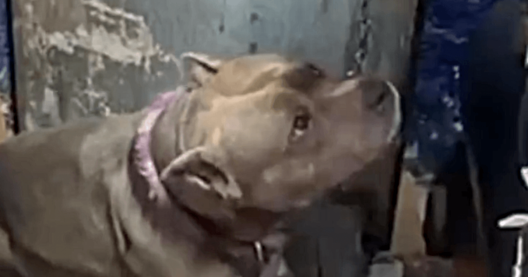 Canina de pelaje corto color gris y collar rosado en la localidad de Los Mártires de Bogotá, observando hacia arriba junto a una superficie vertical de color azul grisáceo. Se aprecia un primer plano de la cabeza y parte del cuello del animal.